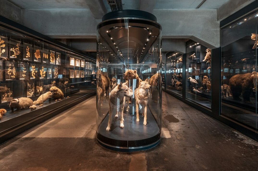 museum exhibition display